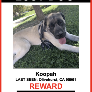 Image of Koopah, Lost Dog