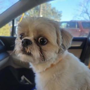 Lost Dog Louie
