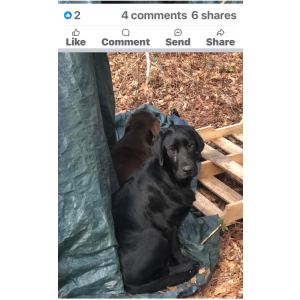 Lost Dog Troy