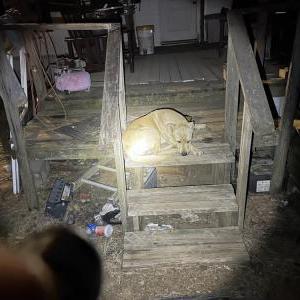 Lost Dog Chopper