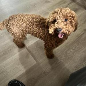Lost Dog Ace