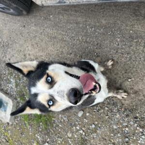 Found Dog Unknown