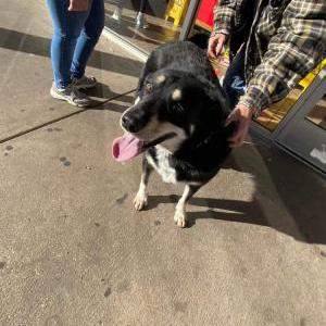 Lost Dog Leo