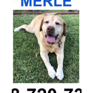 2nd Image of Merle, Lost Dog