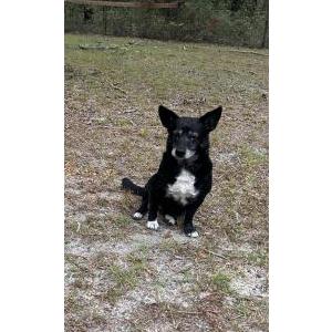 Lost Dog Annabelle