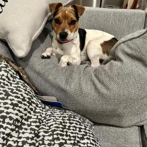 Lost Dog Minty