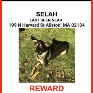 Lost Dog Selah