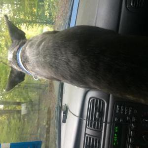 2nd Image of Gizmo, Lost Dog