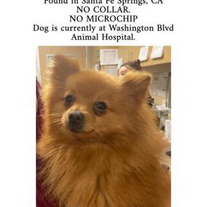 Found Dog Unknown