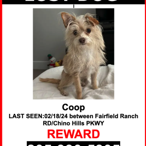 Image of Coop, Lost Dog