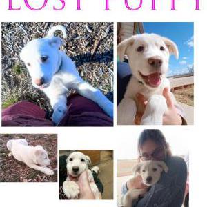 Lost Dog Yuki