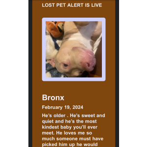 Lost Dog Bronx