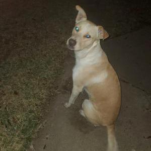 Lost Dog Coco