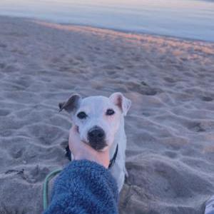 Lost Dog Archie Kruper