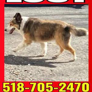 Lost Dog Chase