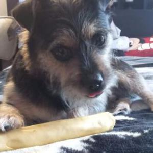 Lost Dog Tequila