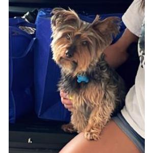 Lost Dog Oakley