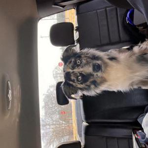 Found Dog Unknown