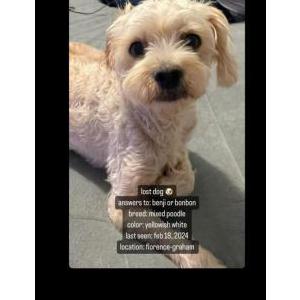 Lost Dog Benji