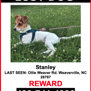 Lost Dog Stanley