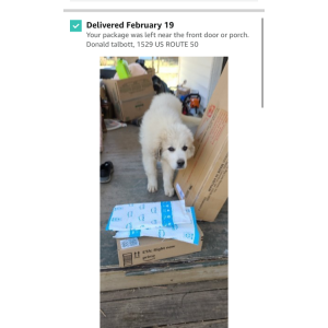 Lost Dog Brutus
