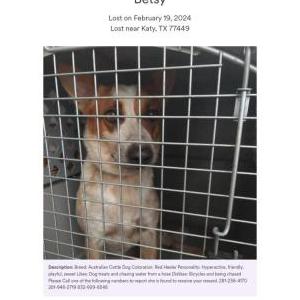 Lost Dog Betsy