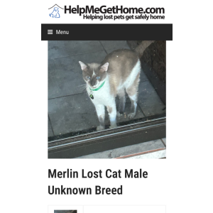 Lost Cat Merlin