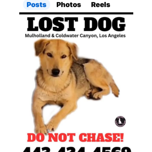 Lost Dog Susie Q