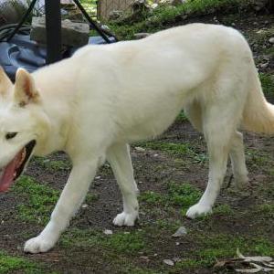 Found Dog Unknown