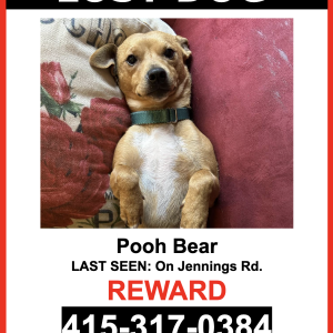 Image of Pooh Bear, Lost Dog