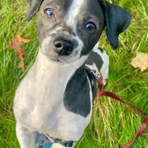 Lost Dog Angel