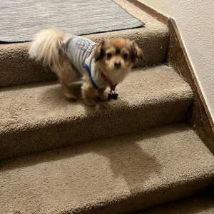 Lost Dog Dominic