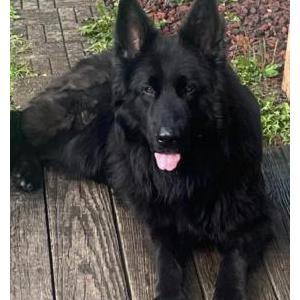 Lost Dog ANUBIS