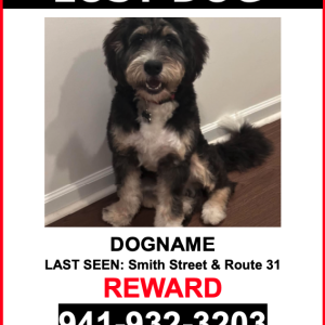 Lost Dog Archie