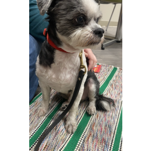 Found Dog Unknown