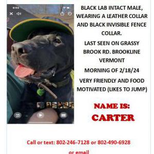 Lost Dog Carter