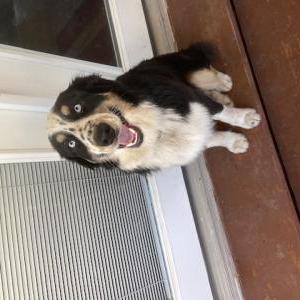 Found Dog unknown