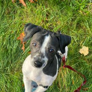 Lost Dog Angel