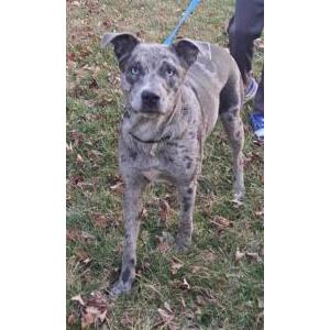 Found Dog Unknown