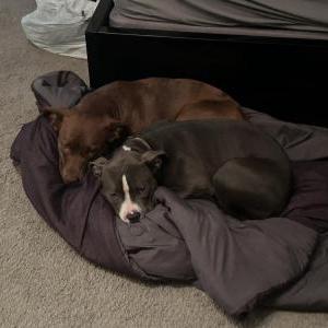 Lost Dog Purpose / Princess