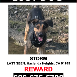 Lost Dog Storm