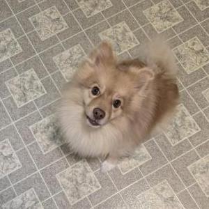 Lost Dog Toby