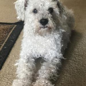 Lost Dog Dolly
