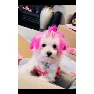 Lost Dog Daisy