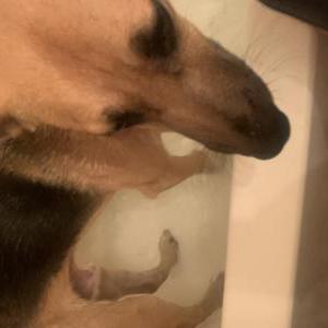 Lost Dog Bobo