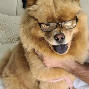 Lost Dog Clara
