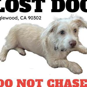 Lost Dog Pancakes