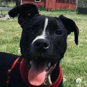 Lost Dog Seven