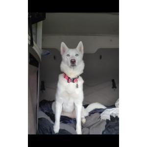 Lost Dog Bella