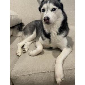 Image of LaLa, Lost Dog